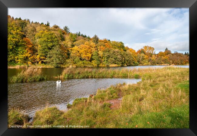 Hen Poo, Lake, Duns, Scotland Framed Print by Dave Collins
