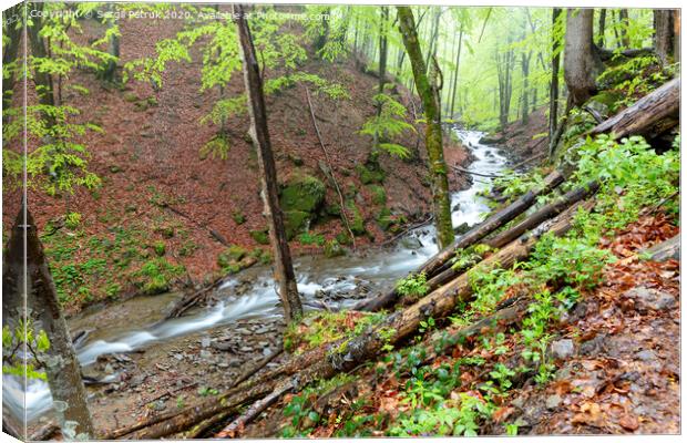 The mountain river flows along the slope of a damp spring forest. Canvas Print by Sergii Petruk