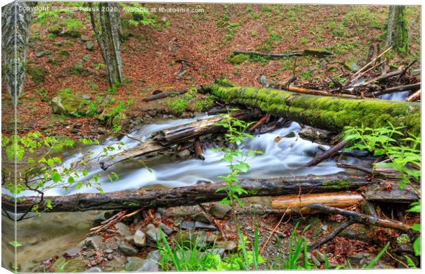 A moss-covered log fell through a forest stream in a damp, damp forest. Canvas Print by Sergii Petruk