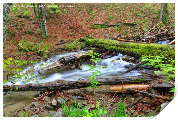 A moss-covered log fell through a forest stream in a damp, damp forest. Print by Sergii Petruk