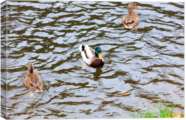 Three wild ducks swim in the city pond Canvas Print by Sergii Petruk