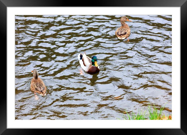 Three wild ducks swim in the city pond Framed Mounted Print by Sergii Petruk