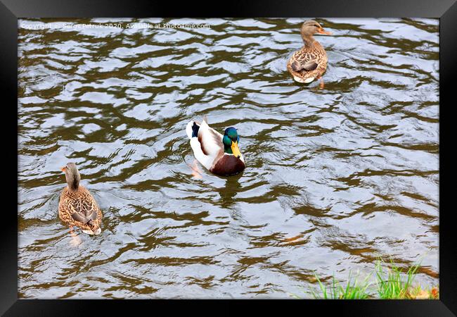 Three wild ducks swim in the city pond Framed Print by Sergii Petruk