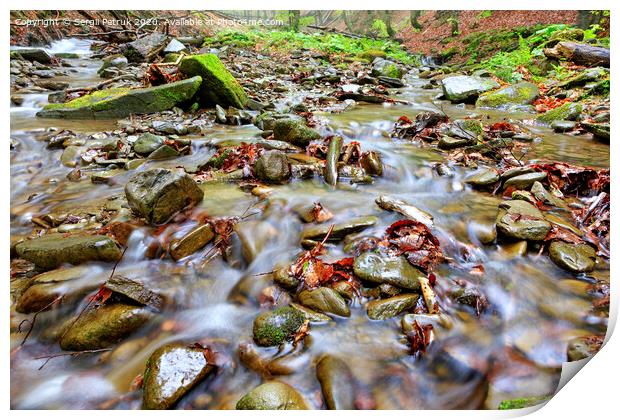 The waters of the forest brook run on stone pebbles and fallen leaves in the autumn forest. Print by Sergii Petruk