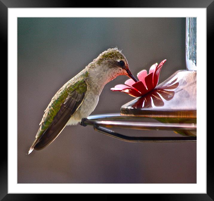 Dinner Time At The Feeder Framed Mounted Print by Irina Walker