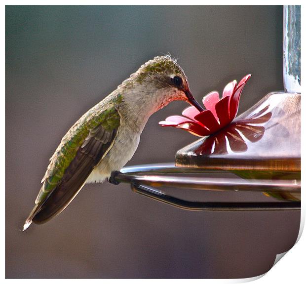 Dinner Time At The Feeder Print by Irina Walker