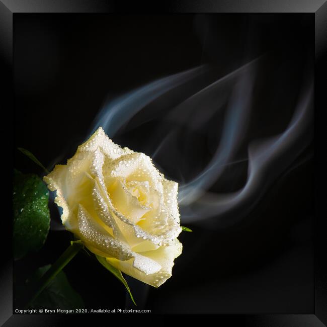 White rose with rising mist Framed Print by Bryn Morgan