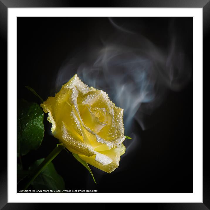 White rose with rising mist Framed Mounted Print by Bryn Morgan