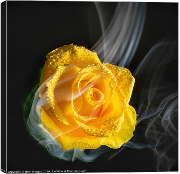 Yellow rose with rising mist Canvas Print by Bryn Morgan