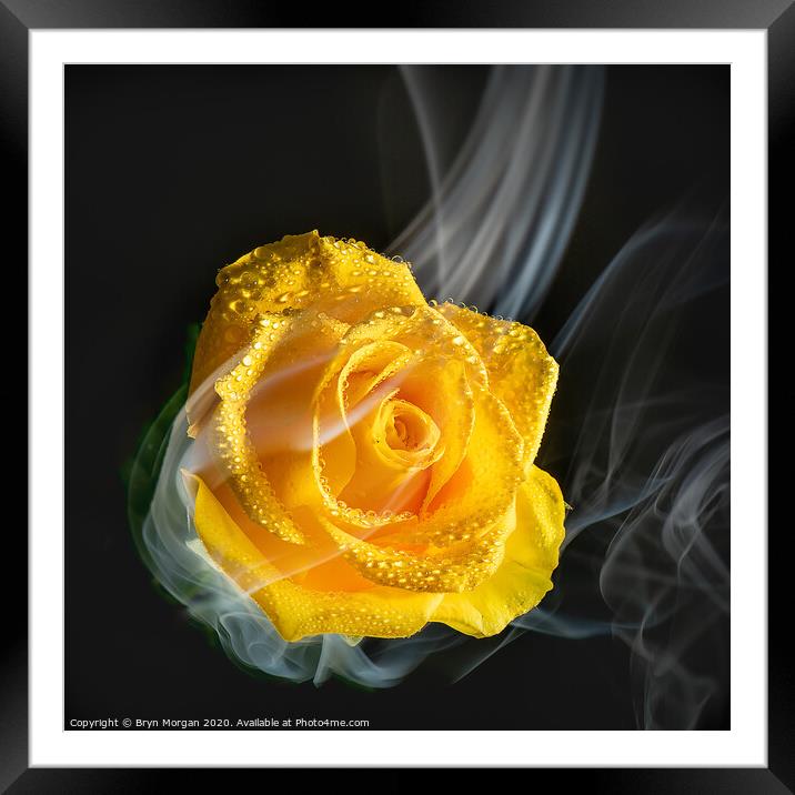 Yellow rose with rising mist Framed Mounted Print by Bryn Morgan