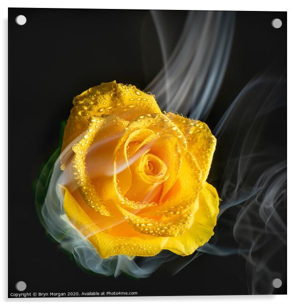 Yellow rose with rising mist Acrylic by Bryn Morgan