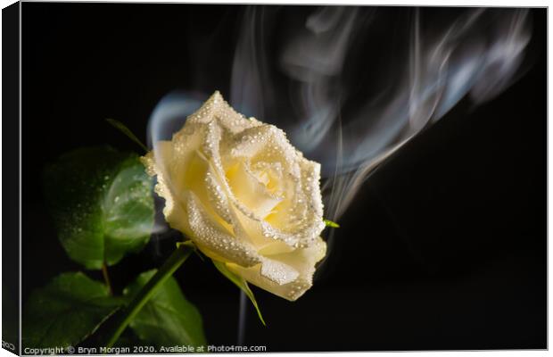 White rose with rising mist Canvas Print by Bryn Morgan
