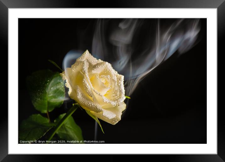 White rose with rising mist Framed Mounted Print by Bryn Morgan
