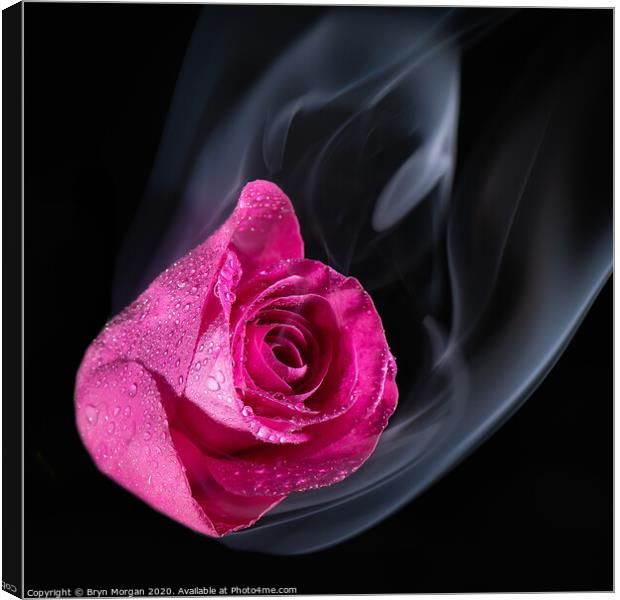 Red rose with rising mist Canvas Print by Bryn Morgan