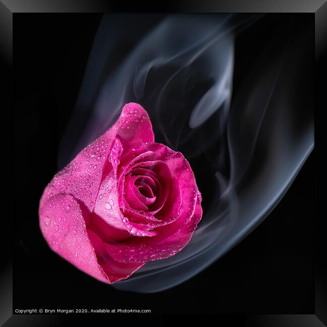 Red rose with rising mist Framed Print by Bryn Morgan