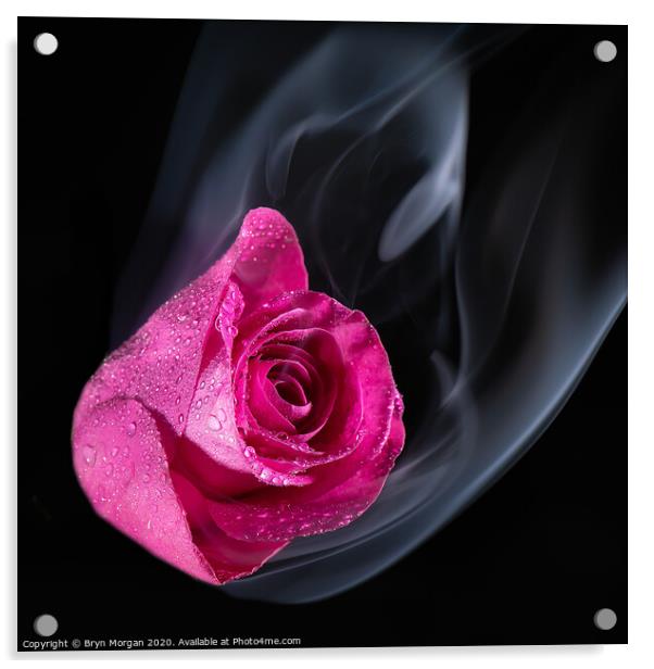 Red rose with rising mist Acrylic by Bryn Morgan