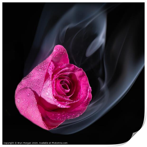 Red rose with rising mist Print by Bryn Morgan