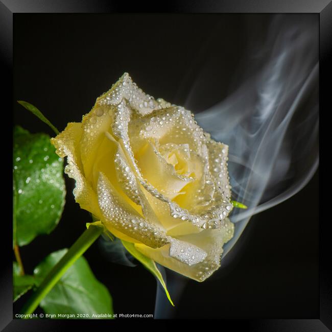 White rose with rising mist Framed Print by Bryn Morgan
