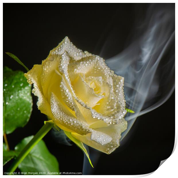 White rose with rising mist Print by Bryn Morgan