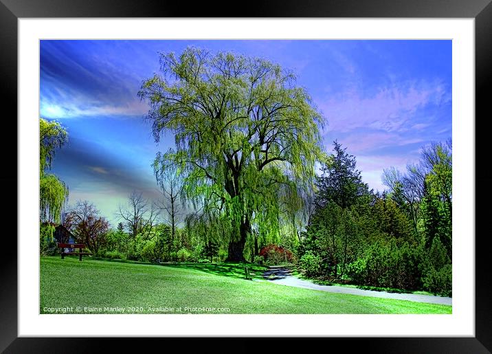Weeping Willow Trees Framed Mounted Print by Elaine Manley