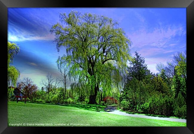 Weeping Willow Trees Framed Print by Elaine Manley