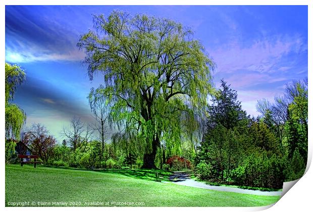 Weeping Willow Trees Print by Elaine Manley
