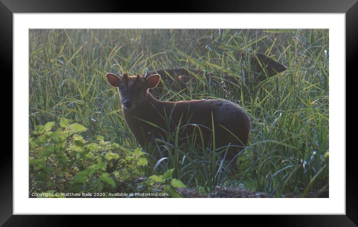 Deers at sunset Framed Mounted Print by Matthew Balls