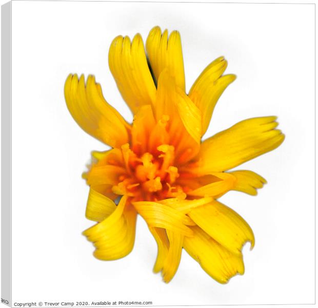 Yellow wild Coreopsis - 02 Canvas Print by Trevor Camp