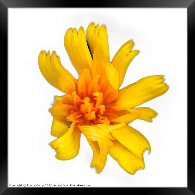 Yellow wild Coreopsis - 02 Framed Print by Trevor Camp
