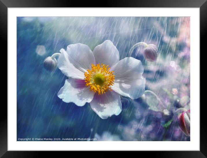 Japanese Anemone Framed Mounted Print by Elaine Manley
