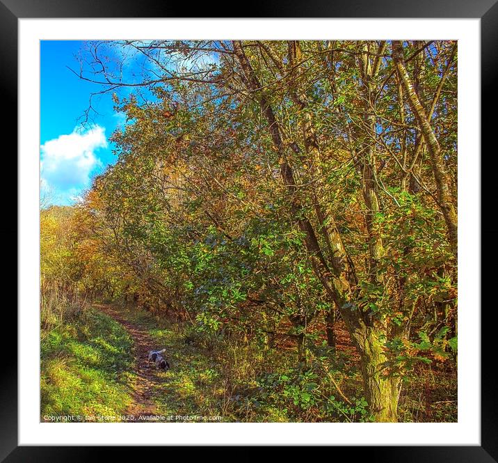 Autumn walks Framed Mounted Print by Ian Stone
