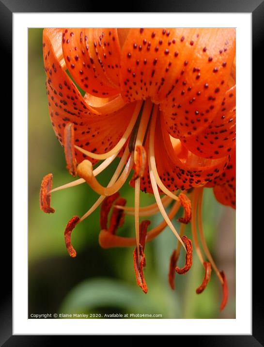 Orange Day Lily Framed Mounted Print by Elaine Manley