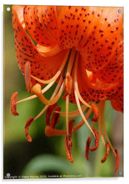Orange Day Lily Acrylic by Elaine Manley