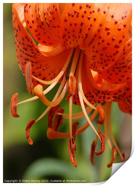 Orange Day Lily Print by Elaine Manley