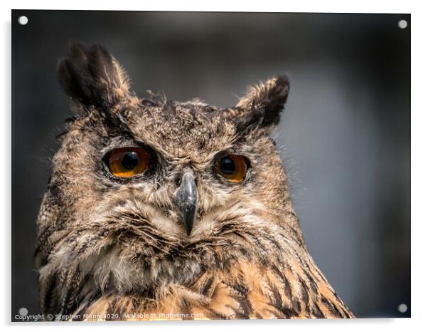 Eagle Owl  Acrylic by Stephen Munn