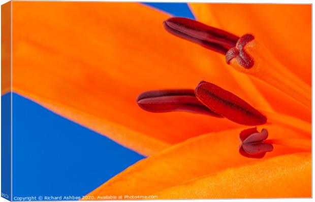 Orange Lily  Canvas Print by Richard Ashbee