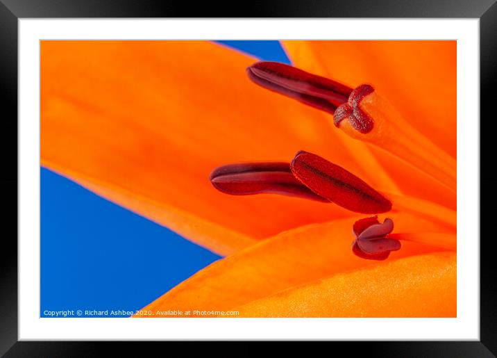 Orange Lily  Framed Mounted Print by Richard Ashbee