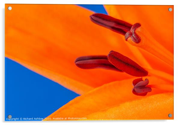 Orange Lily  Acrylic by Richard Ashbee