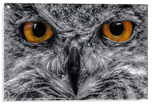 Eagle Owl Eyes in black and white Acrylic by Stephen Munn