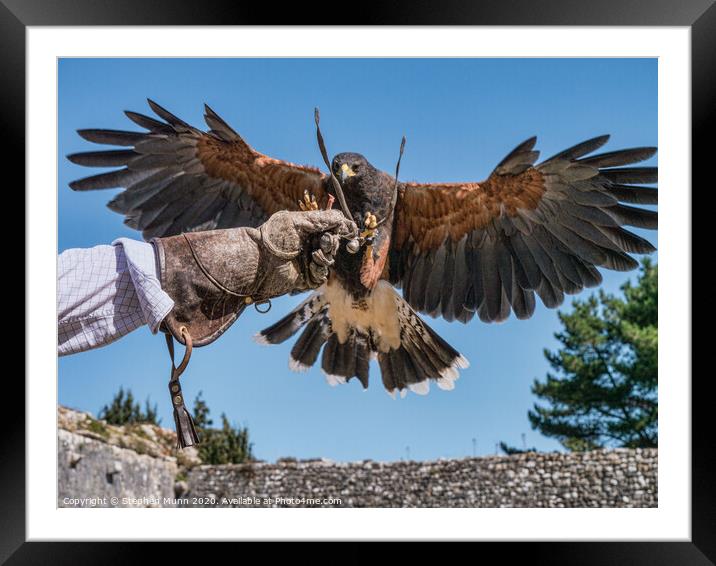 Harris Hawk to glove Framed Mounted Print by Stephen Munn