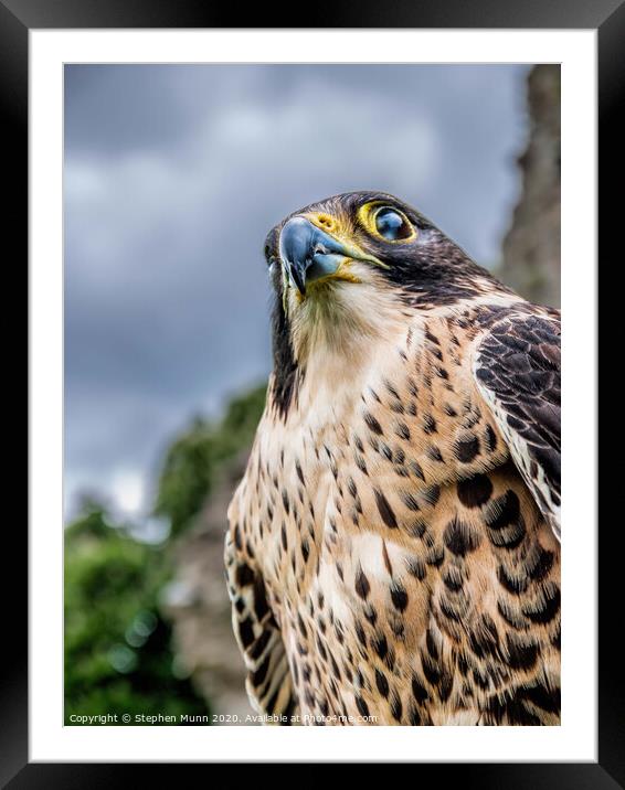 Peregrine Falcon Framed Mounted Print by Stephen Munn