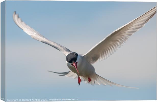 Arctic tern attack Canvas Print by Richard Ashbee
