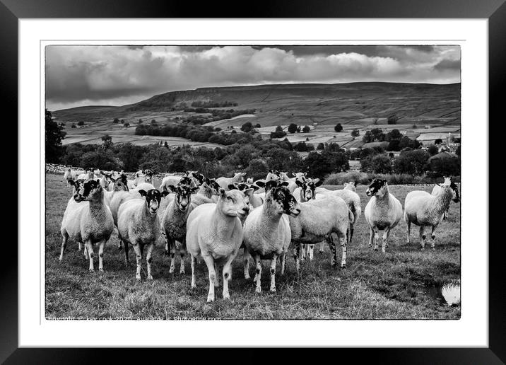 Wensley sheep Framed Mounted Print by kevin cook