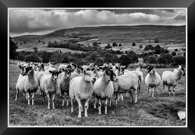 Wensley sheep Framed Print by kevin cook