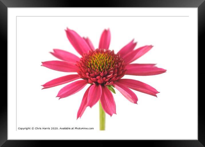 Echinacea 'Delicious Candy'  Framed Mounted Print by Chris Harris