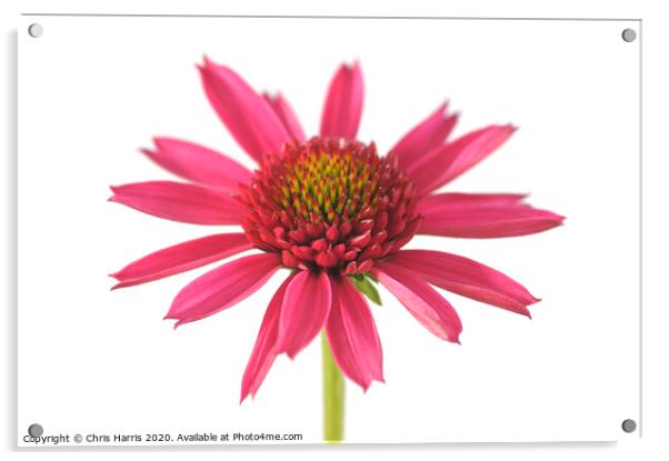 Echinacea 'Delicious Candy'  Acrylic by Chris Harris