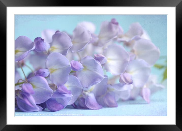 Wisteria blossom Framed Mounted Print by Chris Harris