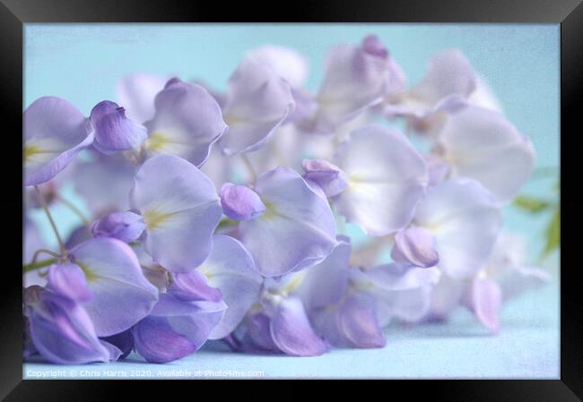 Wisteria blossom Framed Print by Chris Harris