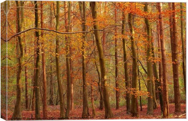  Trees and leaves  Canvas Print by Simon Johnson