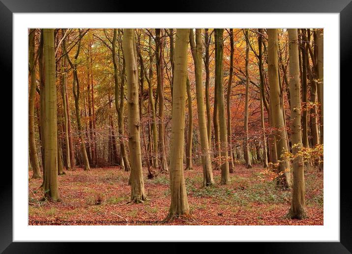 Auitumn Woodland Framed Mounted Print by Simon Johnson